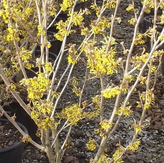 HAMAMELIS MOLLIS